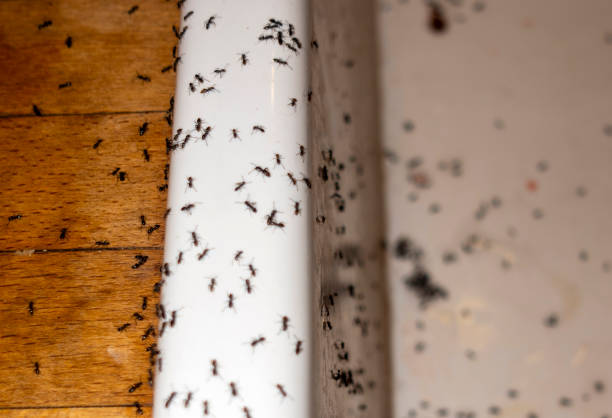Best Pest Control Near Me  in Ballard, UT